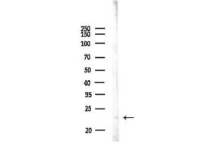 Western blot analysis of lysates from Rat muscle, using ATP5S Antibody at 1/1000 dilution.