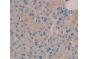 IHC-P analysis of Mouse Tissue, with DAB staining. (AMBP 抗体  (AA 18-202))