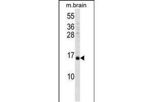 Western blot analysis in mouse brain tissue lysates (35ug/lane). (VAMP3 抗体  (AA 15-43))