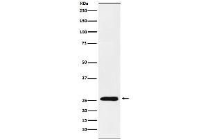 Western blot analysis of TNFSF9 expression in HEK293 cell lysate.