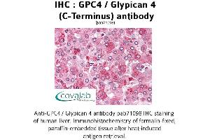 Image no. 1 for anti-Glypican 4 (GPC4) (C-Term) antibody (ABIN1734867) (GPC4 抗体  (C-Term))