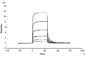 Surface Plasmon Resonance (SPR) image for CD93 (CD93) (AA 22-580) protein (His-Avi Tag,Biotin) (ABIN7274273)