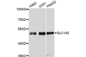 Western blot analysis of extracts of various cell lines, using SLC1A5 antibody (ABIN5975273) at 1:3000 dilution. (SLC1A5 抗体)