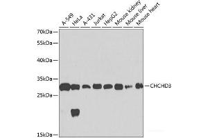 Western blot analysis of extracts of various cell lines using CHCHD3 Polyclonal Antibody at dilution of 1:1000. (CHCHD3 抗体)