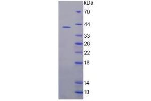 Image no. 1 for anti-Adrenergic, beta-1-, Receptor (ADRB1) (AA 181-250) antibody (FITC) (ABIN669358) (ADRB1 抗体  (AA 181-250) (FITC))