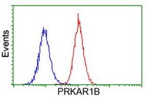 Image no. 1 for anti-Protein Kinase, CAMP-Dependent, Regulatory, Type I, beta (PRKAR1B) antibody (ABIN1500407) (PRKAR1B 抗体)
