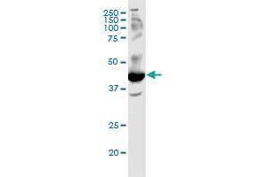 FFAR2 monoclonal antibody (M02), clone 3B3. (FFAR2 抗体  (AA 231-330))