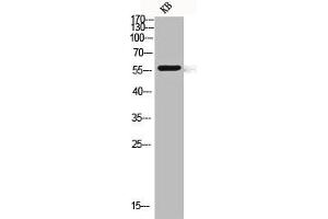 Western blot analysis of KB lysis using CLK1 antibody. (CLK1 抗体  (Internal Region))