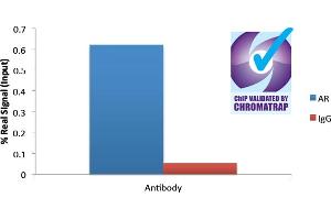 ChIP of 2ug ABIN185266 with 1ug DHT-treated HEC50 chromatin using the Chromatrap® spin column sonication kit (Protein G) measuring FKBP5 enrichment. (Androgen Receptor 抗体  (N-Term))