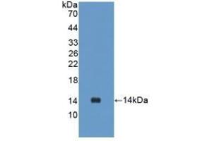 Detection of Recombinant UCN2, Rat using Polyclonal Antibody to Urocortin 2 (UCN2) (Urocortin 2 抗体  (AA 23-107))