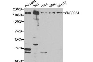 Western blot analysis of extracts of various cell lines, using SMARCA4 antibody.