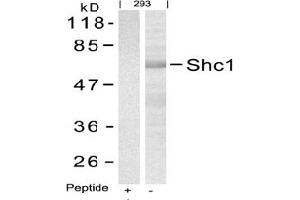 Image no. 3 for anti-SHC (Src Homology 2 Domain Containing) Transforming Protein 1 (SHC1) (Tyr427) antibody (ABIN197590) (SHC1 抗体  (Tyr427))
