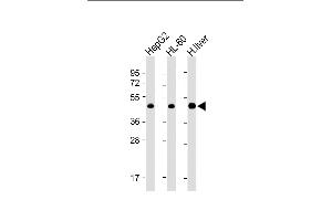 All lanes : Anti-ADK Antibody (N-term) at 1:4000 dilution Lane 1: HepG2 whole cell lysate Lane 2: HL-60 whole cell lysate Lane 3: Human liver lysate Lysates/proteins at 20 μg per lane. (ADK 抗体  (AA 1-345))