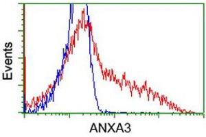 HEK293T cells transfected with either RC201540 overexpress plasmid (Red) or empty vector control plasmid (Blue) were immunostained by anti-ANXA3 antibody (ABIN2452758), and then analyzed by flow cytometry. (Annexin A3 抗体)