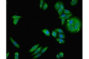 Immunofluorescent analysis of HepG2 cells using ABIN7160891 at dilution of 1:100 and Alexa Fluor 488-congugated AffiniPure Goat Anti-Rabbit IgG(H+L) (NDUFA12 抗体  (AA 1-145))