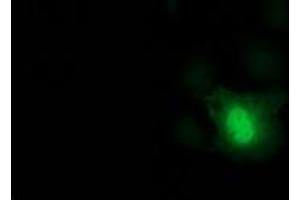 Immunofluorescence (IF) image for anti-Deoxycytidine Kinase (DCK) antibody (ABIN1497773)