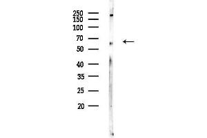 anti-Synaptic Vesicle 2-Related Protein (SVOP) (Internal Region) antibody