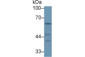 Western Blotting (WB) image for anti-Transmembrane Protein 173 (TMEM173) (AA 159-373) antibody (ABIN7439447)