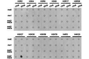 Western Blotting (WB) image for anti-Histone 3 (H3) (H3K27me3) antibody (ABIN1873002) (Histone 3 抗体  (H3K27me3))