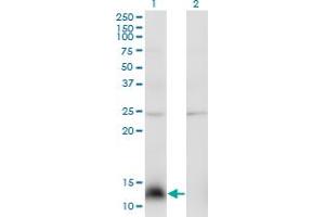Western Blot analysis of NPY expression in transfected 293T cell line by NPY monoclonal antibody (M01), clone 3B5. (NPY 抗体  (AA 29-97))