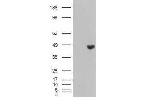 Image no. 2 for anti-Carboxypeptidase A1 (Pancreatic) (CPA1) (AA 1-419) antibody (ABIN1490771) (CPA1 抗体  (AA 1-419))