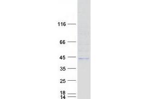 Western Blotting (WB) image for UDP-Gal:betaGlcNAc beta 1,3-Galactosyltransferase, Polypeptide 5 (B3GALT5) (Transcript Variant 1) protein (Myc-DYKDDDDK Tag) (ABIN2715118)