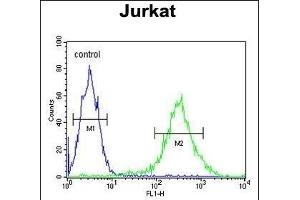 PKHH2 Antibody (C-term) (ABIN653730 and ABIN2843037) flow cytometric analysis of Jurkat cells (right histogram) compared to a negative control cell (left histogram). (PLEKHH2 抗体  (C-Term))