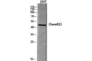 Western Blot (WB) analysis of 293T lysis using ChemR23 antibody. (CMKLR1 抗体  (Internal Region))