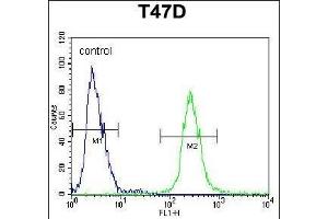 FGG Antibody (C-term) (ABIN391494 and ABIN2841461) flow cytometric analysis of T47D cells (right histogram) compared to a negative control cell (left histogram). (FGG 抗体  (C-Term))