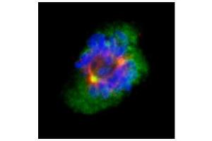 ICC/IF Image Confocal immunofluorescence analysis (Olympus FV10i) of methanol-fixed 293T, using Aurora A, antibody (Green) at 1:500 dilution. (Aurora A 抗体  (C-Term))