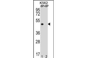 Western blot analysis of OR8K3 Antibody Pab pre-incubated without(lane 1) and with(lane 2) blocking peptide in K562 cell line lysate. (OR8K3 抗体  (C-Term))