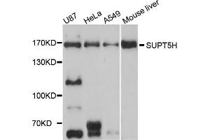Western blot analysis of extracts of various cell lines, using SUPT5H antibody. (SUPT5H 抗体)