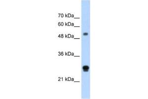 Western Blotting (WB) image for anti-Inhibin Binding Protein (INHBP) antibody (ABIN2462507) (IGSF1 抗体)