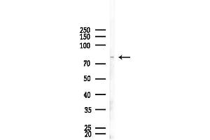anti-Mdm1 Nuclear Protein (MDM1) (Internal Region) antibody