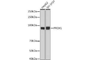 Western blot analysis of extracts of various cell lines, using PROX1 antibody (ABIN6132519, ABIN6146252, ABIN6146253 and ABIN6216882) at 1:1000 dilution. (PROX1 抗体  (AA 1-300))