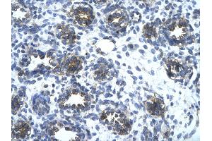 Immunohistochemistry (IHC) image for anti-Solute Carrier Family 1 (Glial High Affinity Glutamate Transporter), Member 2 (SLC1A2) (N-Term) antibody (ABIN2778148)