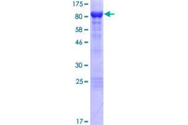 NCDN Protein (AA 1-729) (GST tag)