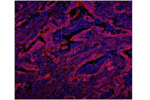 IF analysis of Caveolin-2/CAV2 using anti-Caveolin-2/CAV2 antibody (ABIN7601170).