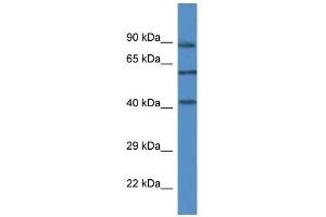 Western Blot showing Mapk12 antibody used at a concentration of 1. (MAPK12 抗体  (C-Term))