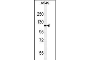 RET ABIN659065 western blot analysis in A549 cell line lysates (35 μg/lane). (Ret Proto-Oncogene 抗体)