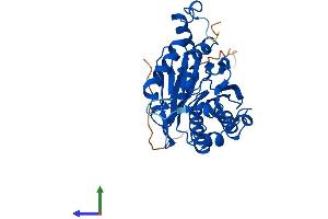 AlphaFold protein structure predicition of Mouse Recombinant Nit1 Protein, UniprotID Q8VDK1