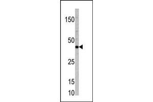 Western blot analysis of anti-TCF7 Pab (ABIN388672 and ABIN2837874) in mouse heart tissue lysate (35 μg/lane).