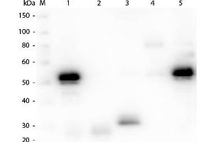 Western Blot of Anti-Rabbit IgG (H&L) (CHICKEN) Antibody . (小鸡 anti-兔 IgG (Heavy & Light Chain) Antibody (FITC) - Preadsorbed)