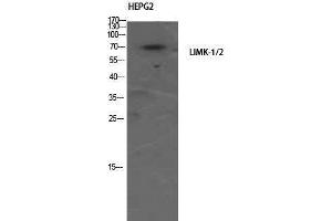 Western Blotting (WB) image for anti-LIMK-1/2 (Ser104) antibody (ABIN3185385) (LIMK-1/2 (Ser104) 抗体)
