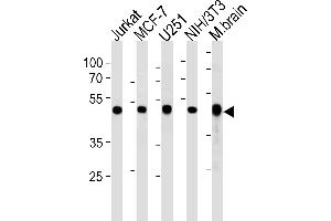 ENO1 Antibody (Center) (ABIN390429 and ABIN2840814) western blot analysis in Jurkat,MCF-7,,mouse NIH/3T3 cell line and mouse brain tissue lysates (35 μg/lane). (ENO1 抗体  (AA 178-205))