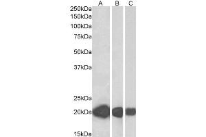 ABIN5884489 (0. (CSRP3 抗体)