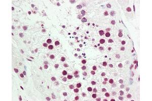 Anti-COUP-TFII / NR2F2 antibody IHC staining of human testis. (NR2F2 抗体  (AA 1-30))