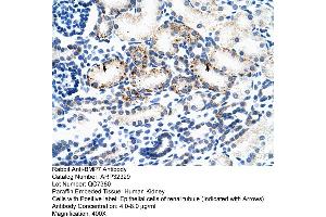 Human kidney (BMP7 抗体  (N-Term))