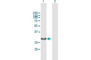 Western Blot analysis of PSME1 expression in transfected 293T cell line by PSME1 MaxPab polyclonal antibody. (PSME1 抗体  (AA 1-249))