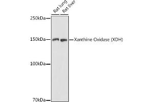 Western blot analysis of extracts of various cell lines, using Xanthine Oxidase (XDH) antibody (ABIN6130807, ABIN6150286, ABIN6150287 and ABIN6216896) at 1:1000 dilution. (XDH 抗体  (AA 1-280))